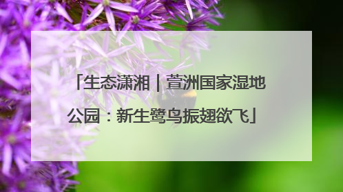生态潇湘｜萱洲国家湿地公园：新生鹭鸟振翅欲飞