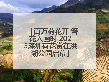 百万荷花开 簪花入画时 2025深圳荷花赏在洪湖公园启幕