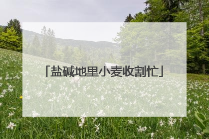 盐碱地里小麦收割忙