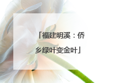 福建明溪：侨乡绿叶变金叶