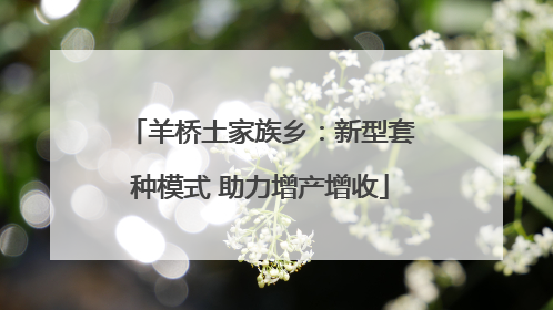 羊桥土家族乡：新型套种模式 助力增产增收