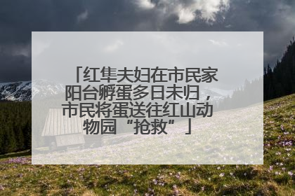 红隼夫妇在市民家阳台孵蛋多日未归，市民将蛋送往红山动物园“抢救”
