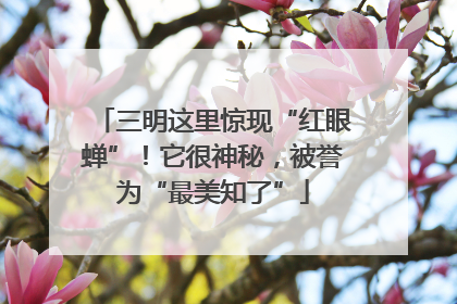 三明这里惊现“红眼蝉”！它很神秘，被誉为“最美知了”