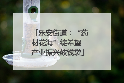 乐安街道：“药材花海”绽希望 产业振兴鼓钱袋