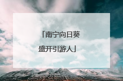 南宁向日葵盛开引游人