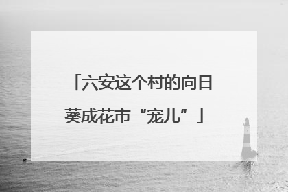 六安这个村的向日葵成花市“宠儿”