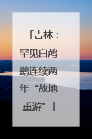 吉林：罕见白鸬鹚连续两年“故地重游”