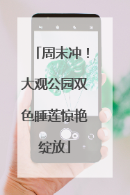 周末冲！大观公园双色睡莲惊艳绽放
