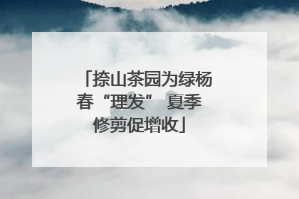 捺山茶园为绿杨春“理发” 夏季修剪促增收