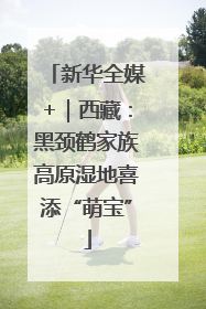 新华全媒+｜西藏：黑颈鹤家族高原湿地喜添“萌宝”