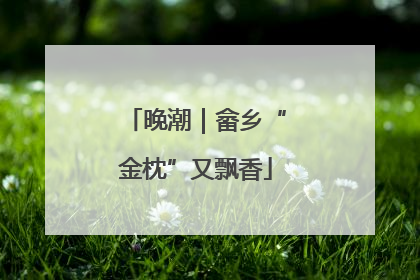 晚潮｜畲乡“金枕”又飘香