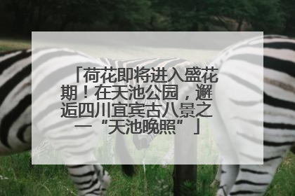 荷花即将进入盛花期！在天池公园，邂逅四川宜宾古八景之一“天池晚照”