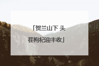 贺兰山下 头茬枸杞迎丰收