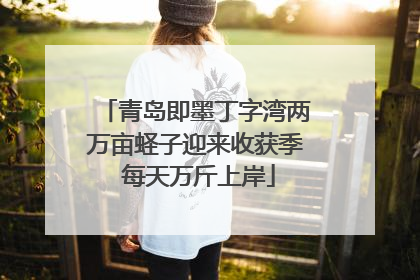 青岛即墨丁字湾两万亩蛏子迎来收获季 每天万斤上岸