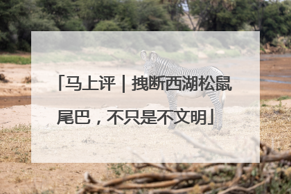 马上评｜拽断西湖松鼠尾巴，不只是不文明