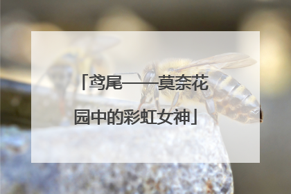 鸢尾——莫奈花园中的彩虹女神