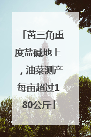 黄三角重度盐碱地上，油菜测产每亩超过180公斤